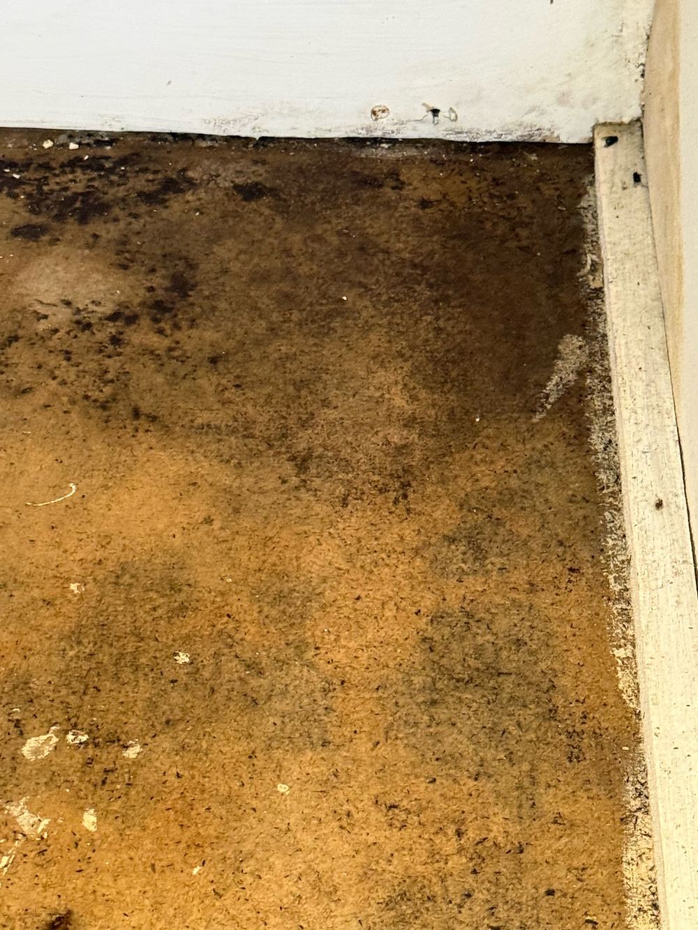 Mould spreading across the ceiling around the point of water entry, found during a defect investigation inspection in Forestville